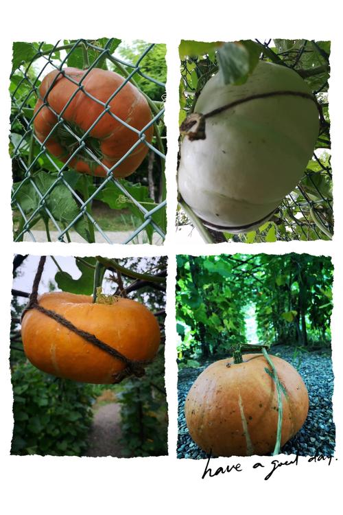 浦口区为何穷？南京穷人聚居地在哪及桥林街道立秋送瓜