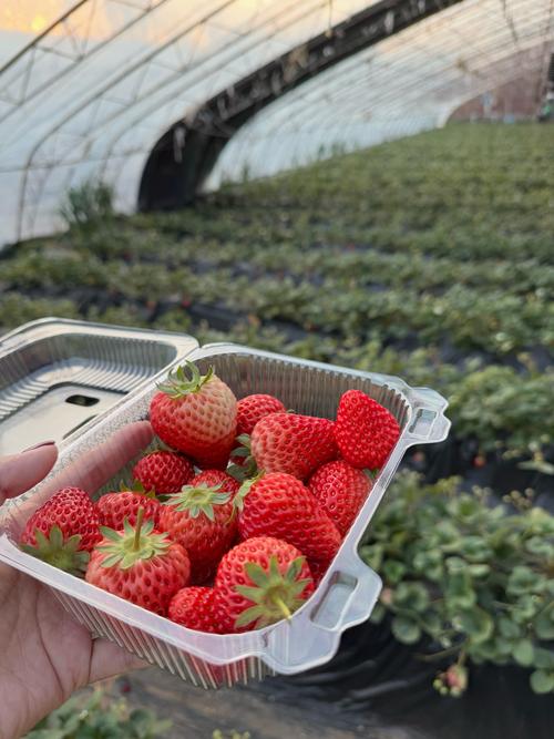 7月去青岛旅游要隔离吗？城阳区乡缦草莓园防疫如何？